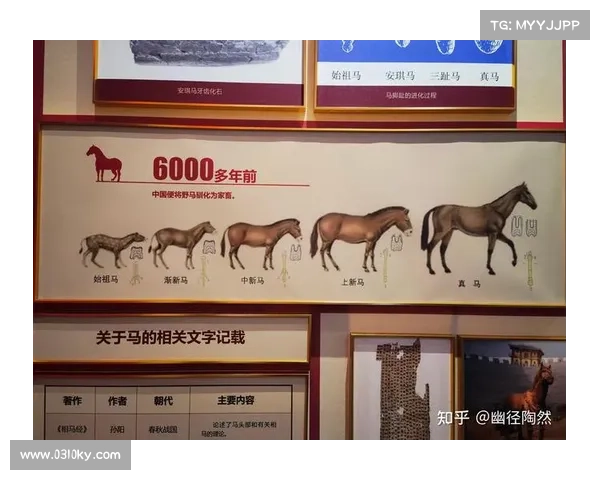 马的脚趾结构与演化特点分析及其对马匹运动能力的影响 马的脚趾结构与演化特点分析及其对马匹运动能力的影响